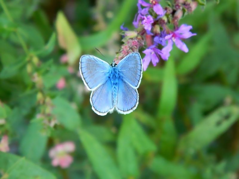 Fiocchetto azzurro